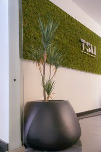 piante in ufficio